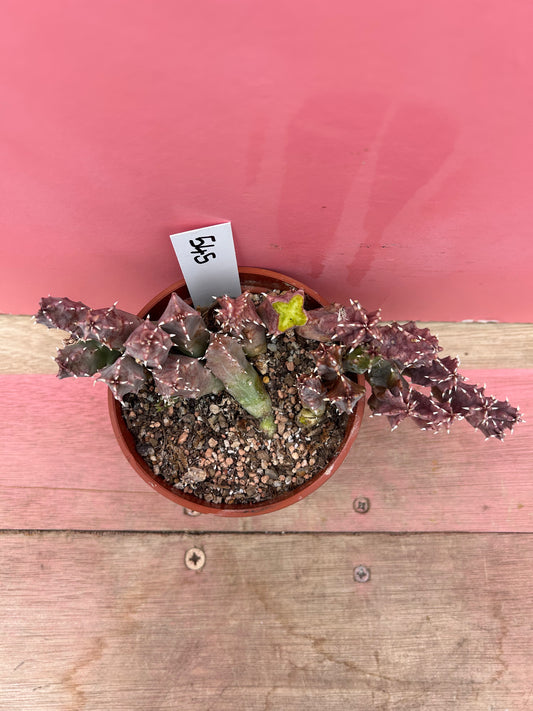 Huernia transvaalensis (545)