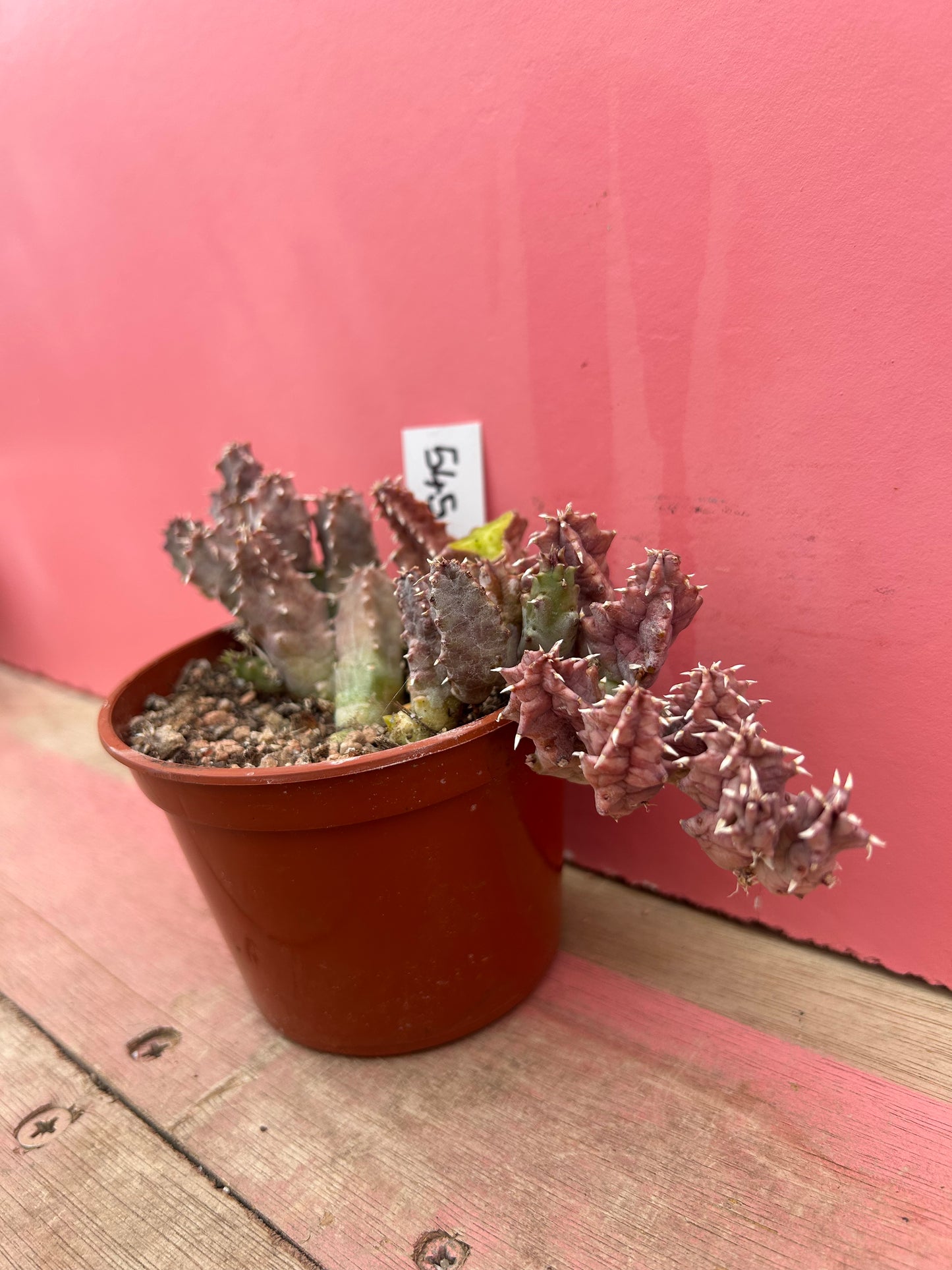 Huernia transvaalensis (545)