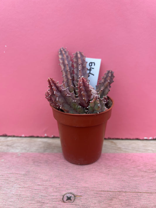 Huernia species (546)