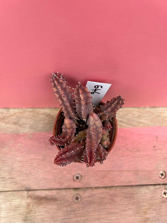 Huernia species (546)