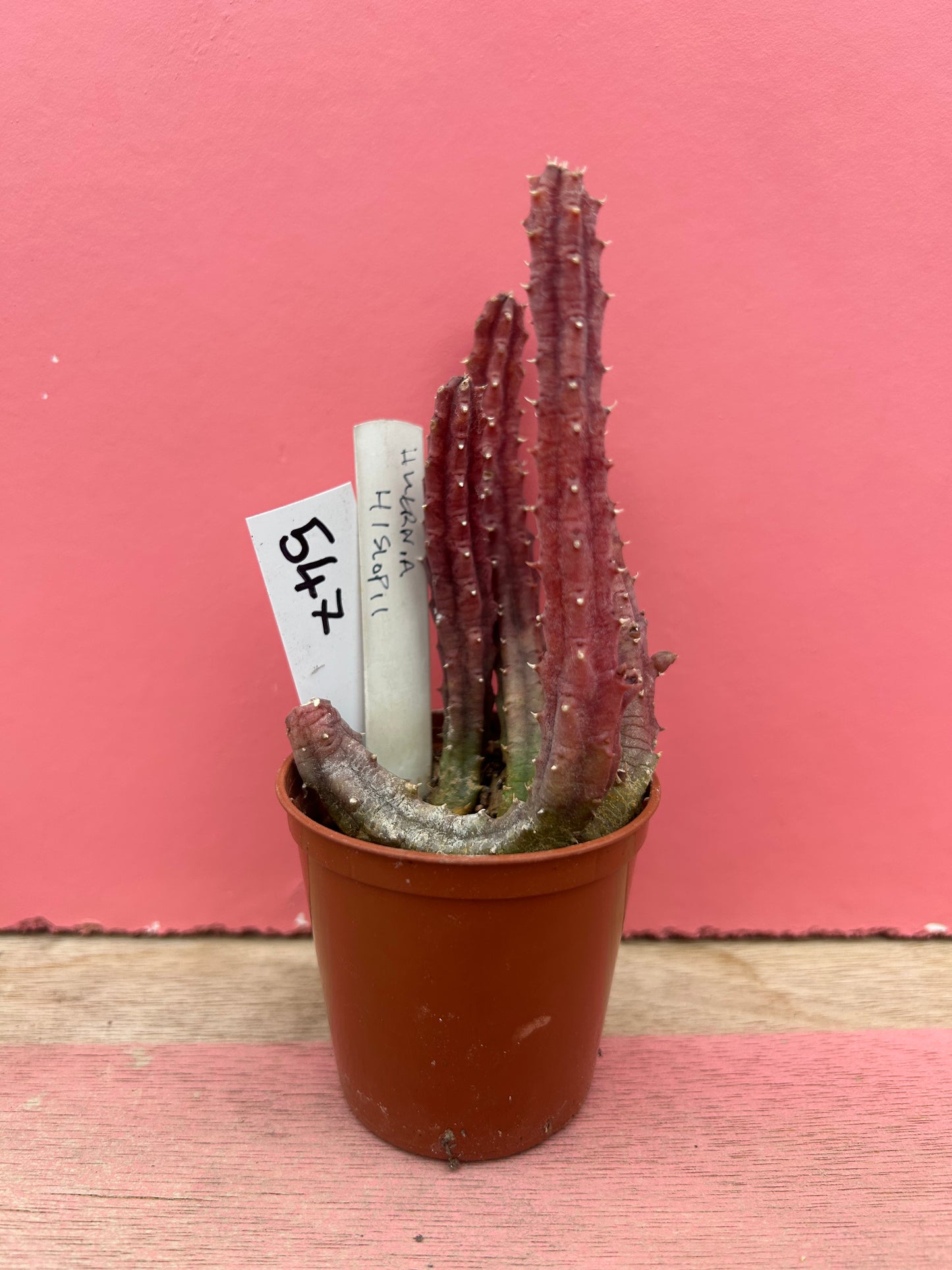 Huernia hislopii (547)