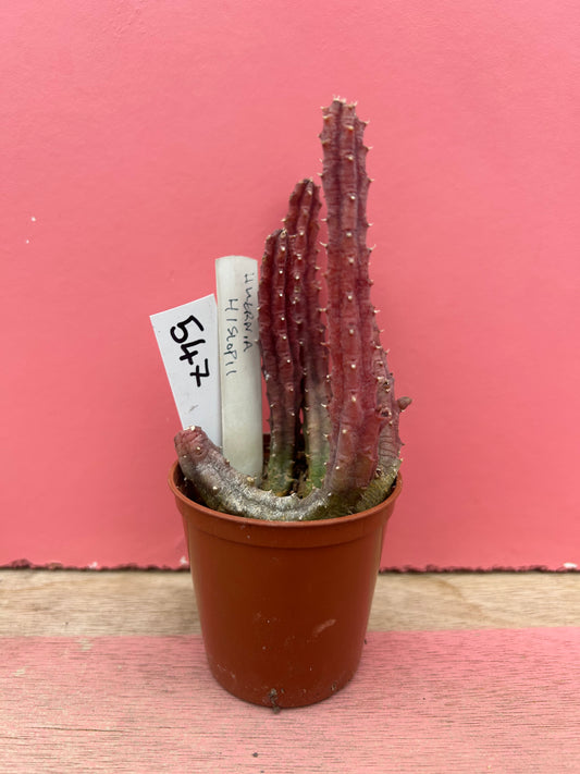 Huernia hislopii (547)