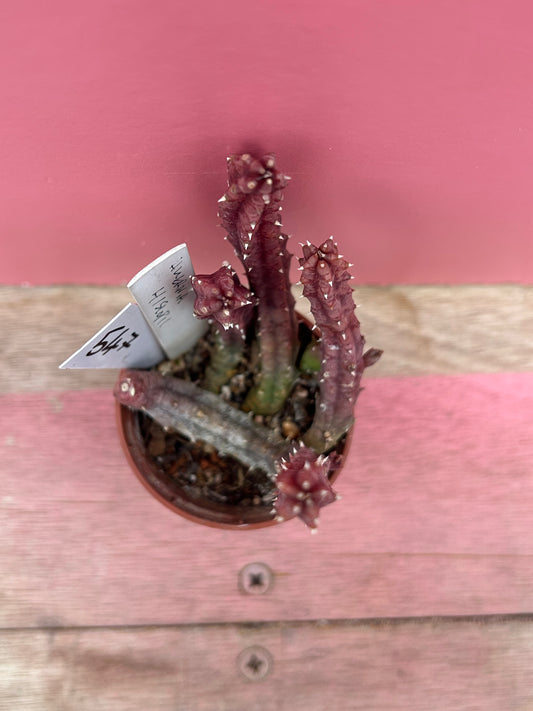 Huernia hislopii (547)