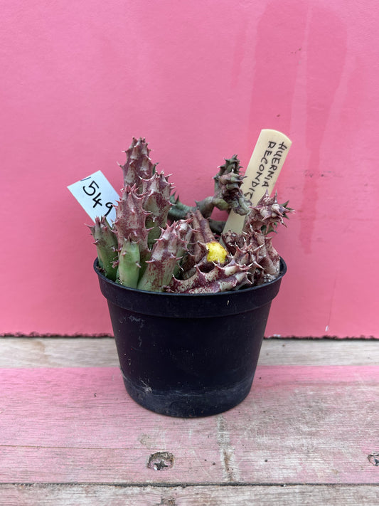 Huernia recondita (549)