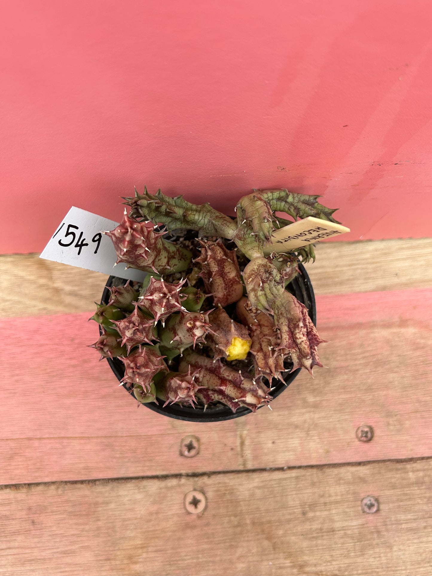 Huernia recondita (549)