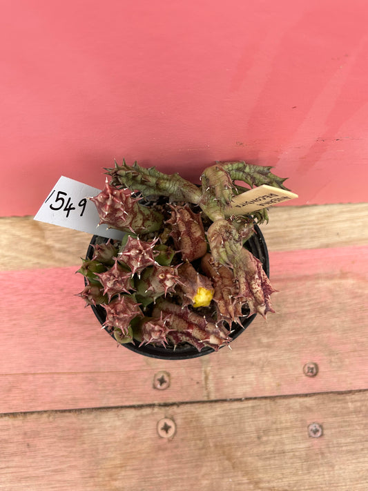 Huernia recondita (549)