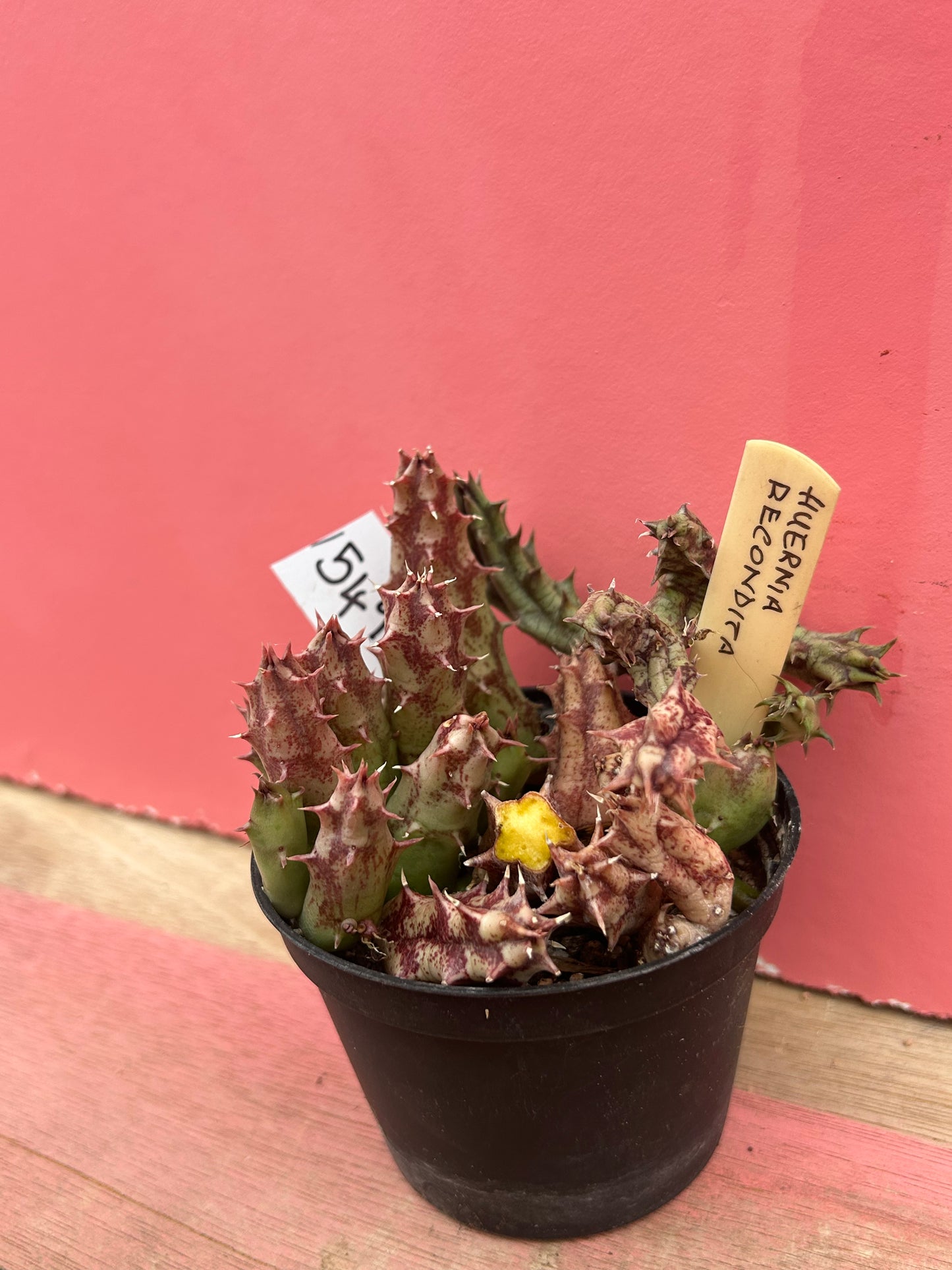 Huernia recondita (549)