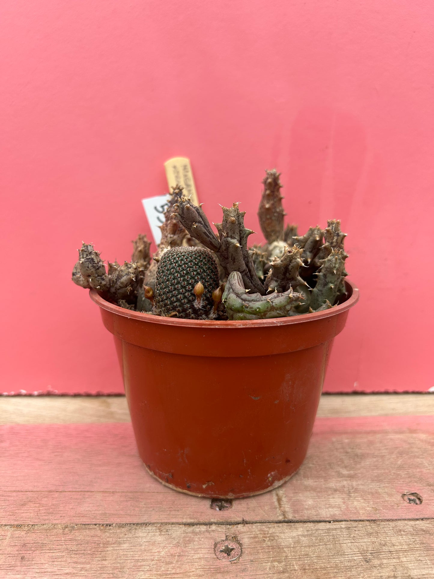 Hueniopsis purosanguinea + Mammillaria pup! (550)