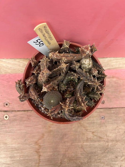 Hueniopsis purosanguinea + Mammillaria pup! (550)