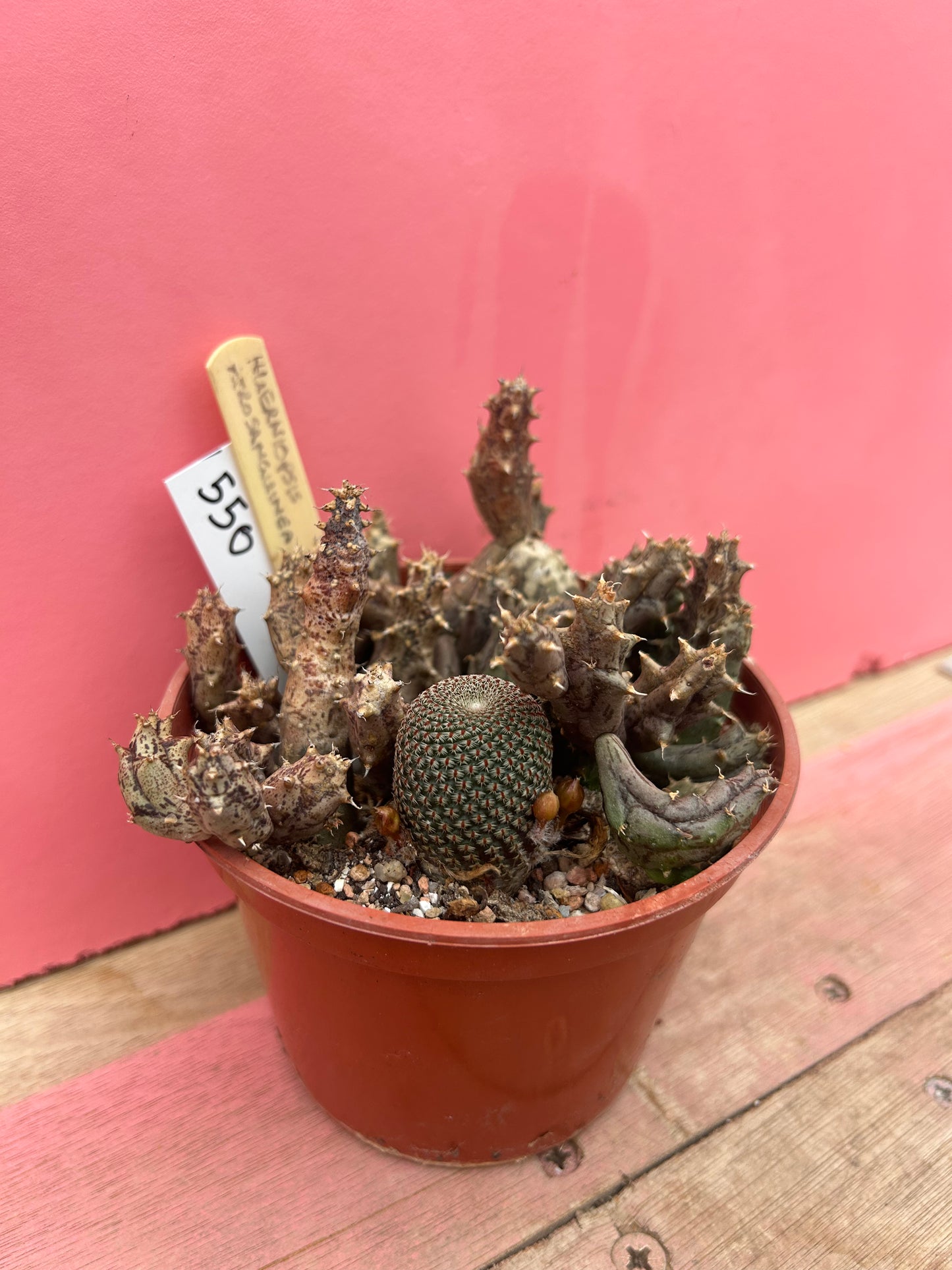 Hueniopsis purosanguinea + Mammillaria pup! (550)