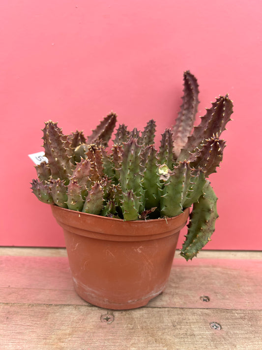 Huernia zebrina (551)