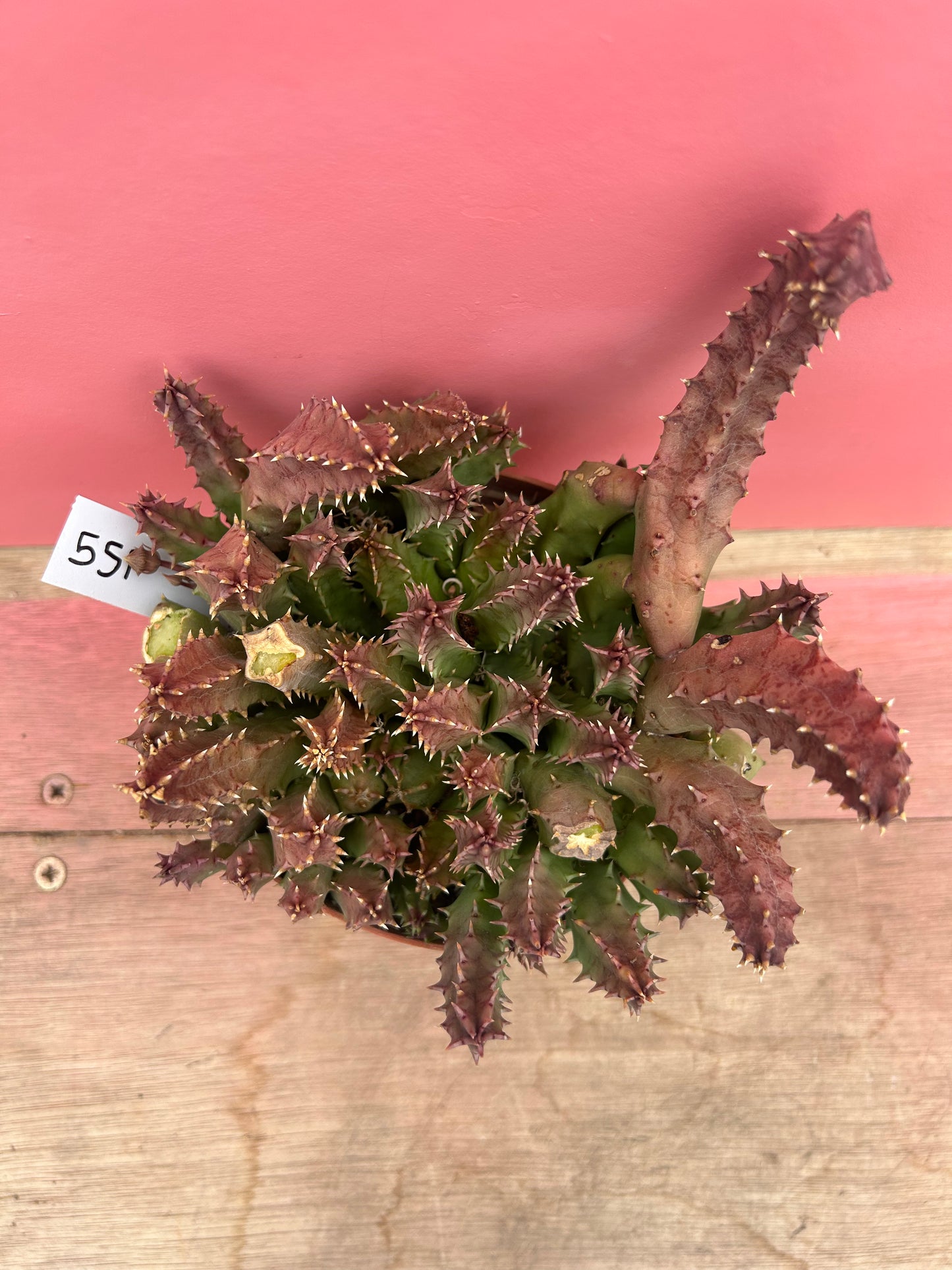 Huernia zebrina (551)
