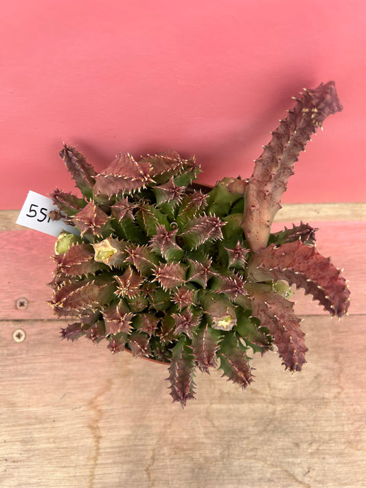 Huernia zebrina (551)