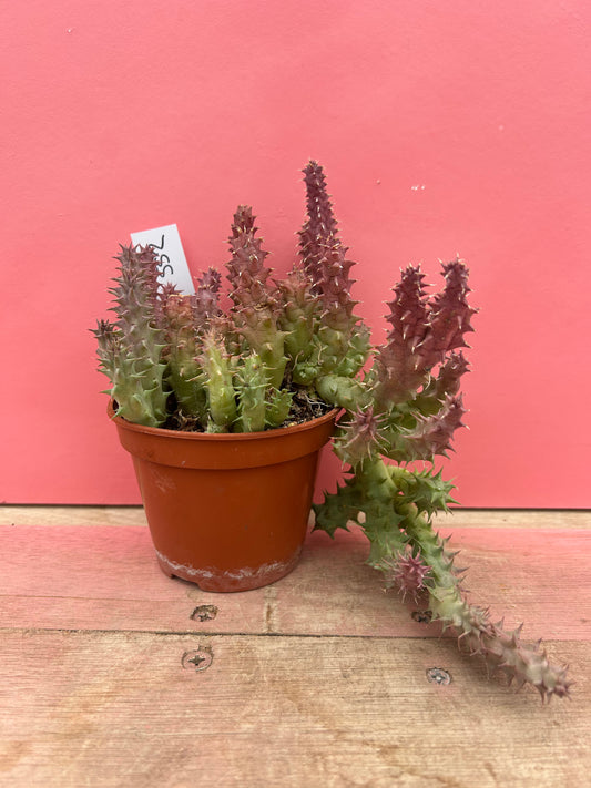 Huernia macrocarpa (552)
