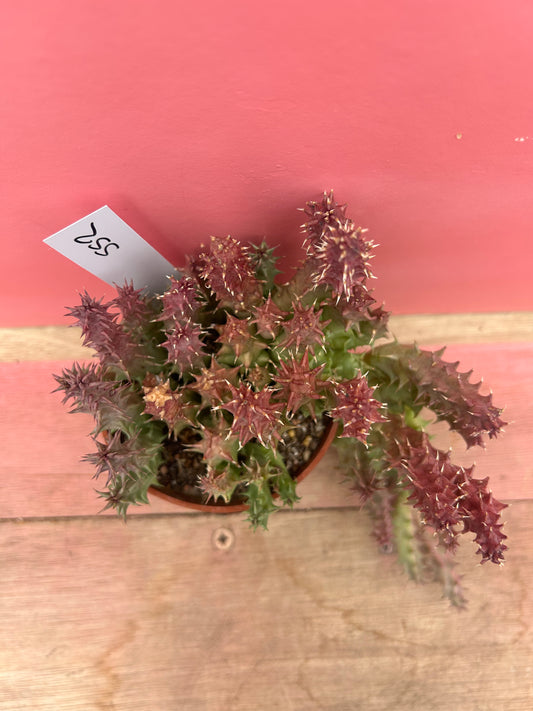 Huernia macrocarpa (552)