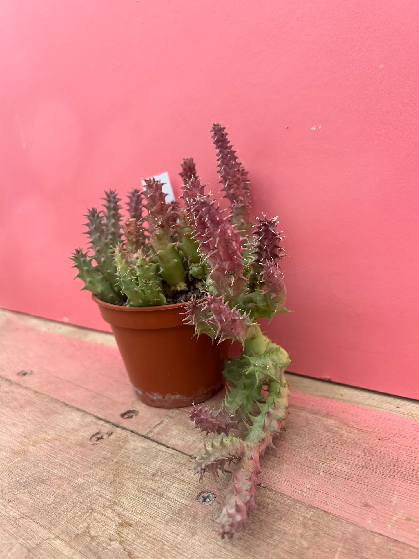 Huernia macrocarpa (552)