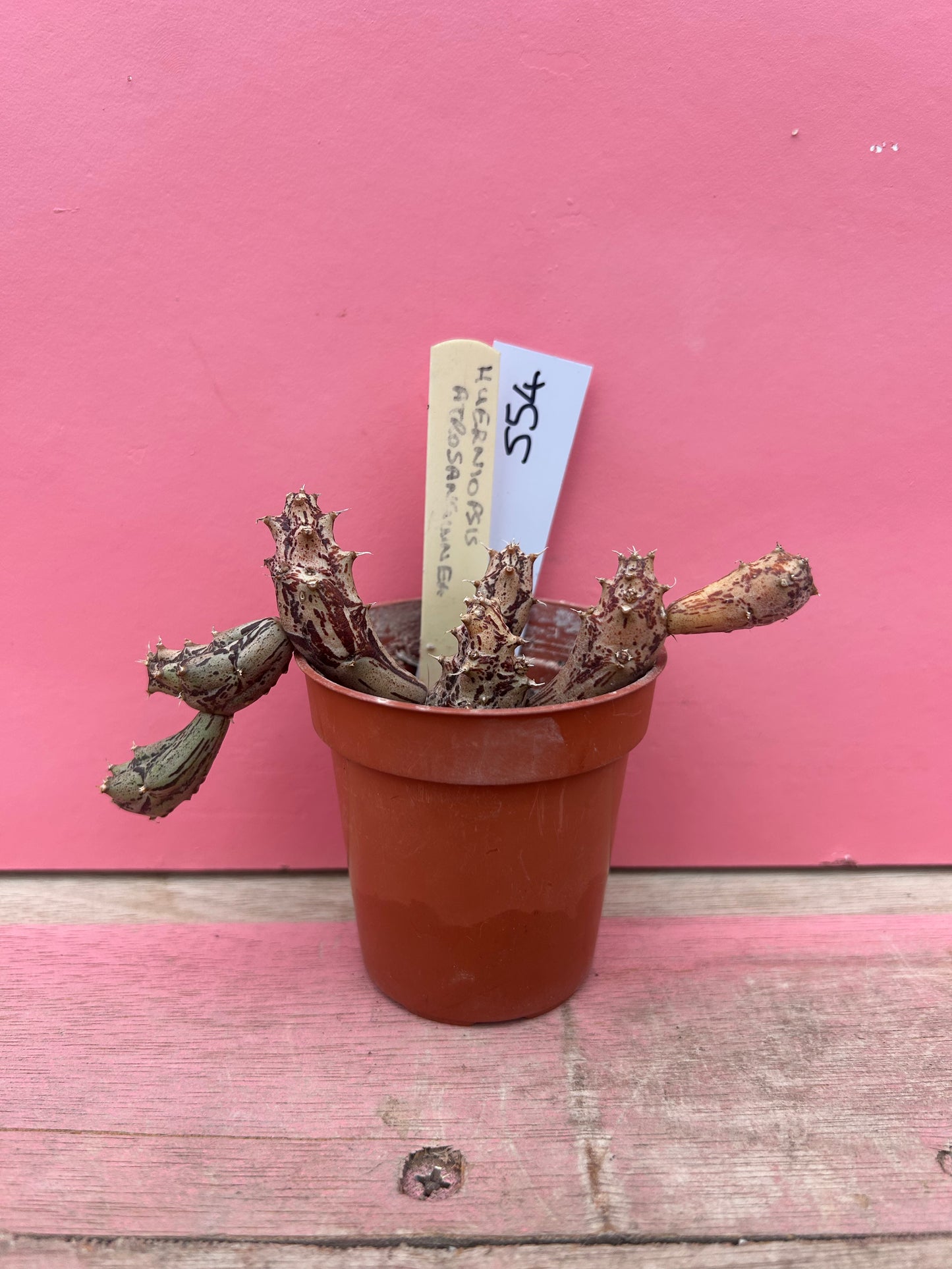 Huerniopsis atrosanguinea (554)
