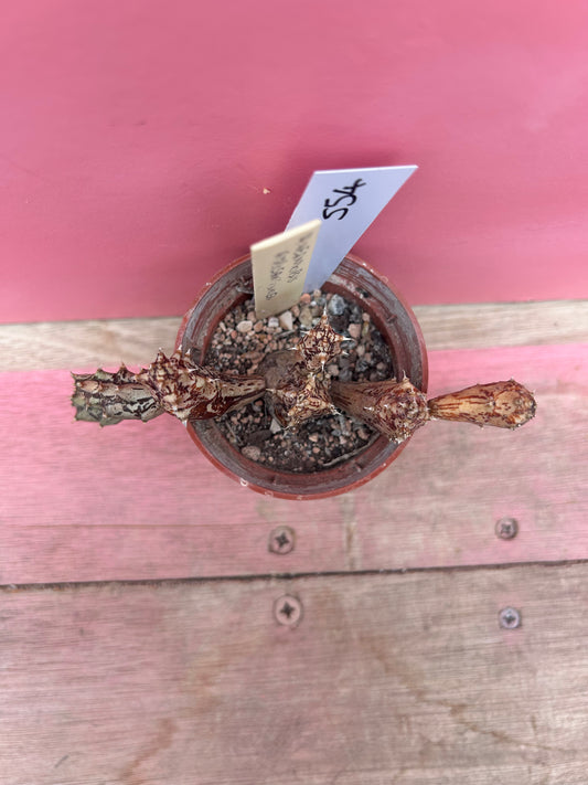 Huerniopsis atrosanguinea (554)