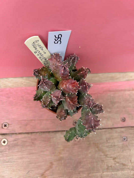 Huernia transvaalensis (555)