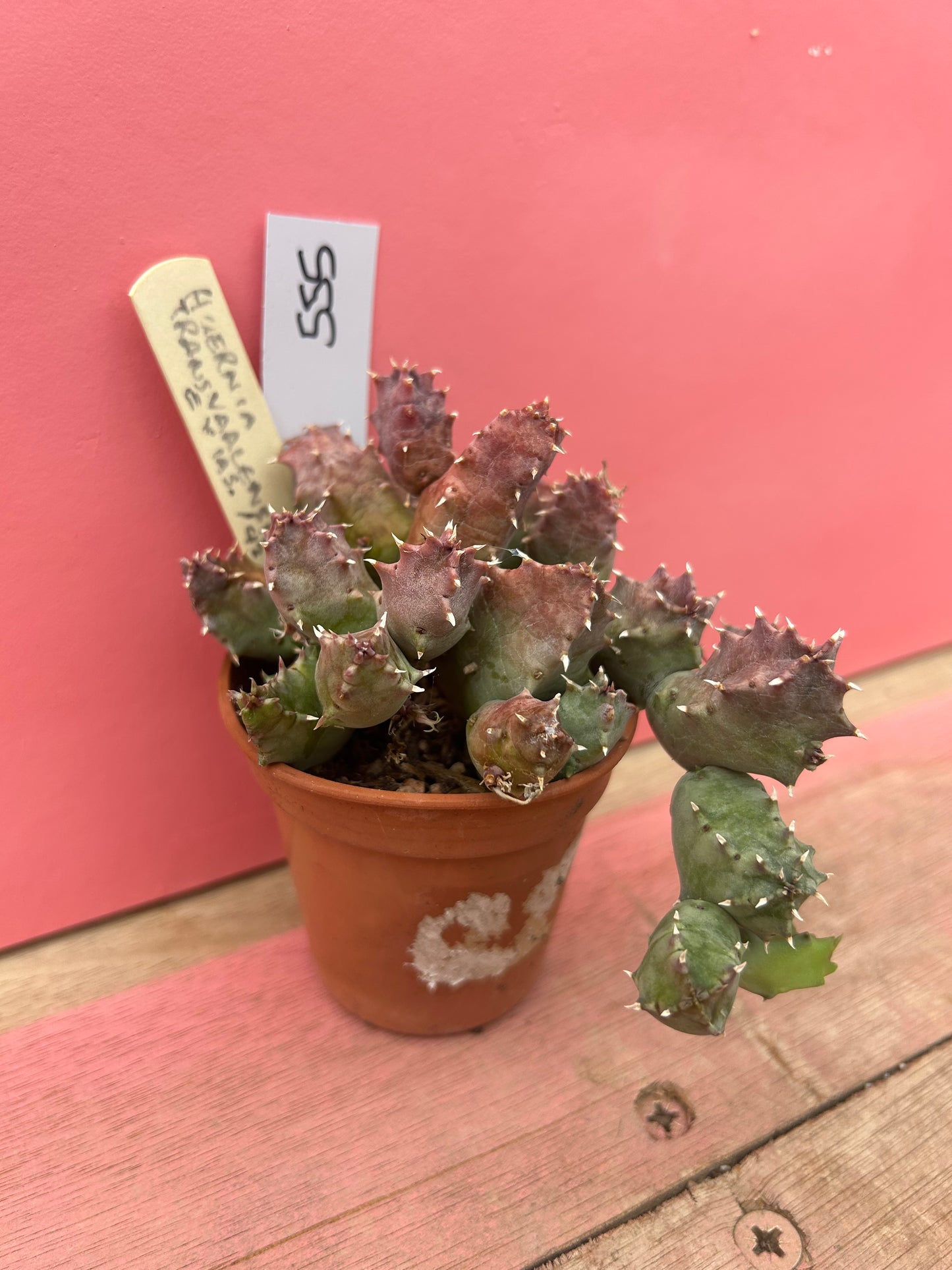 Huernia transvaalensis (555)