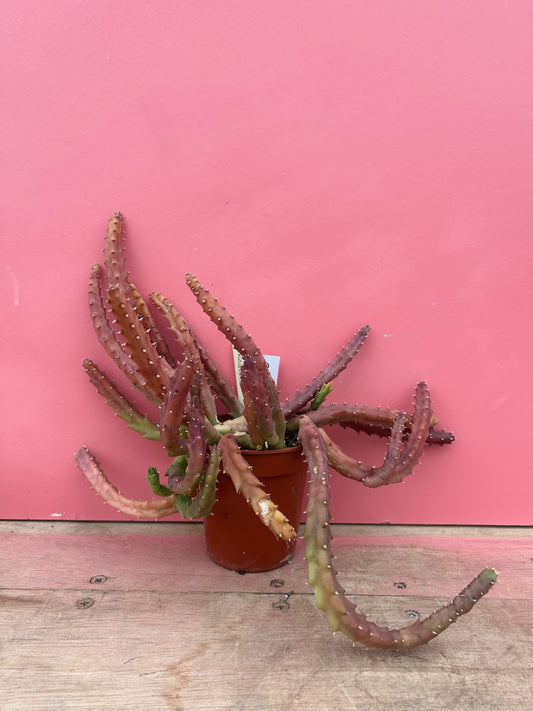 Stapelia angulata (556)