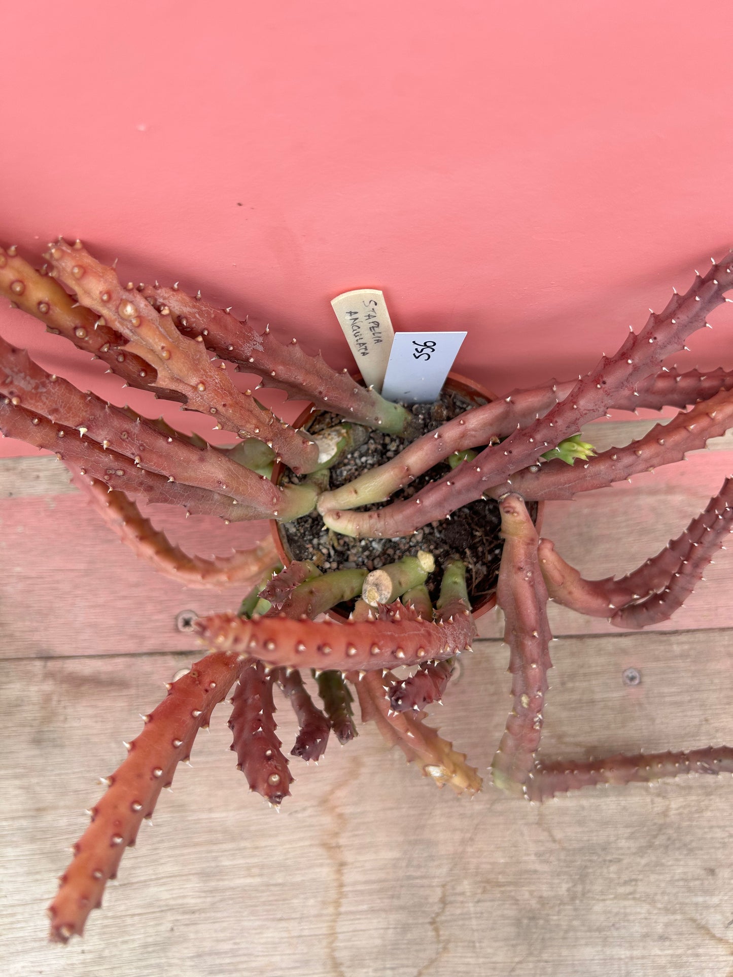 Stapelia angulata (556)