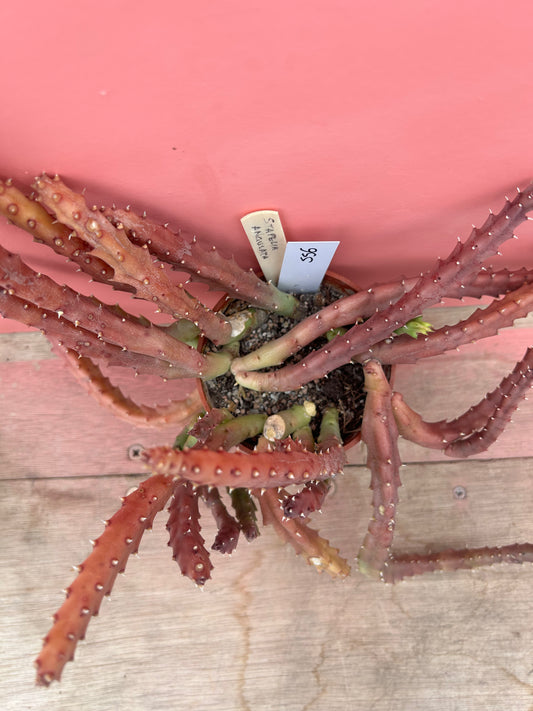 Stapelia angulata (556)