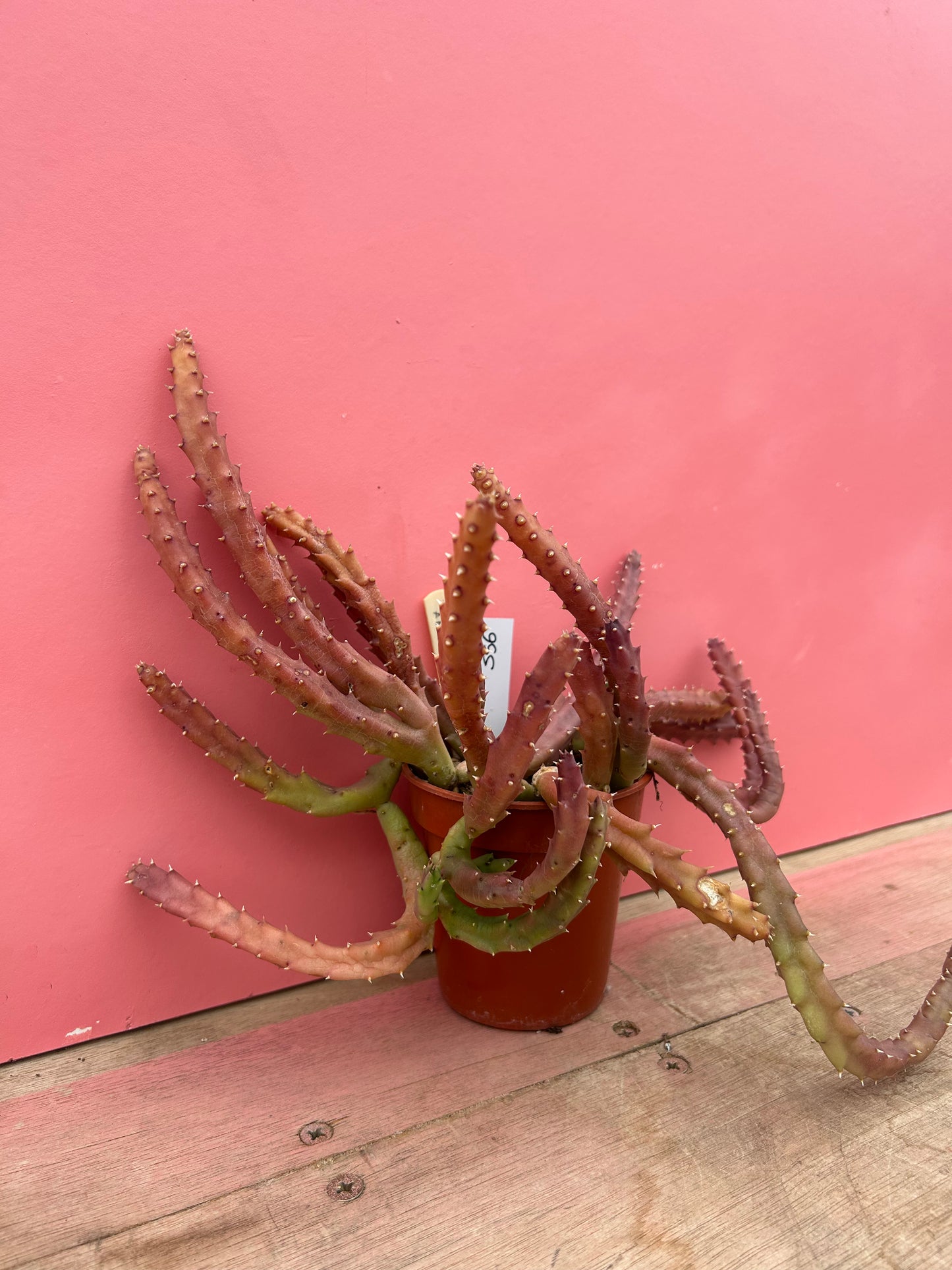 Stapelia angulata (556)