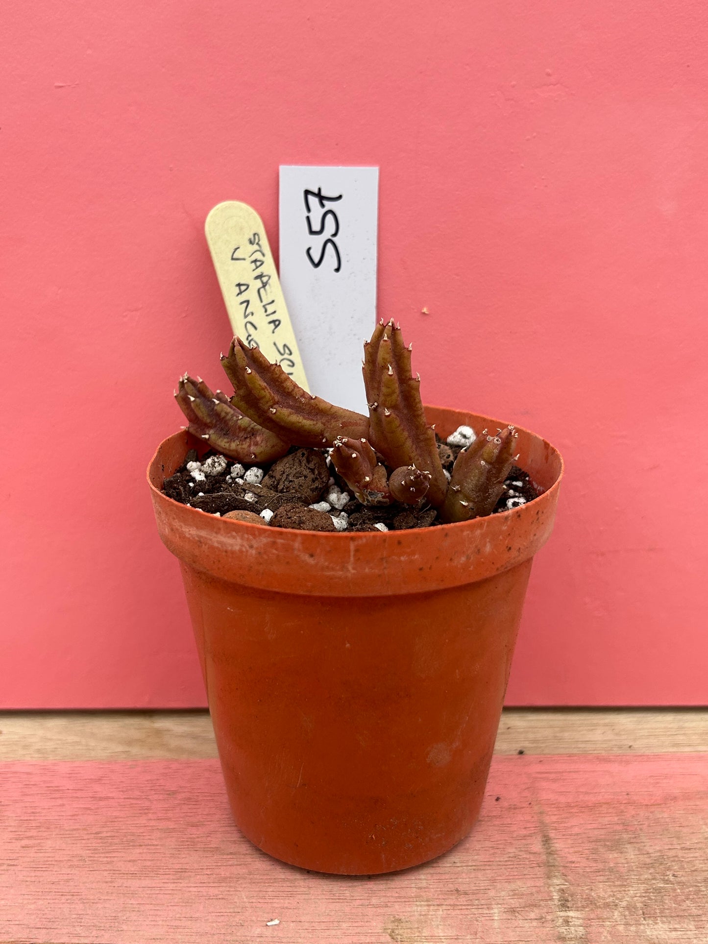 Stapelia angolensis (557)