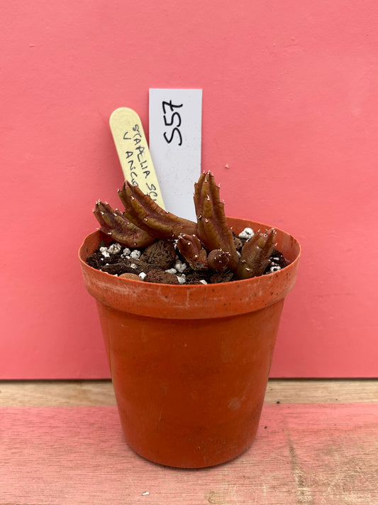 Stapelia angolensis (557)