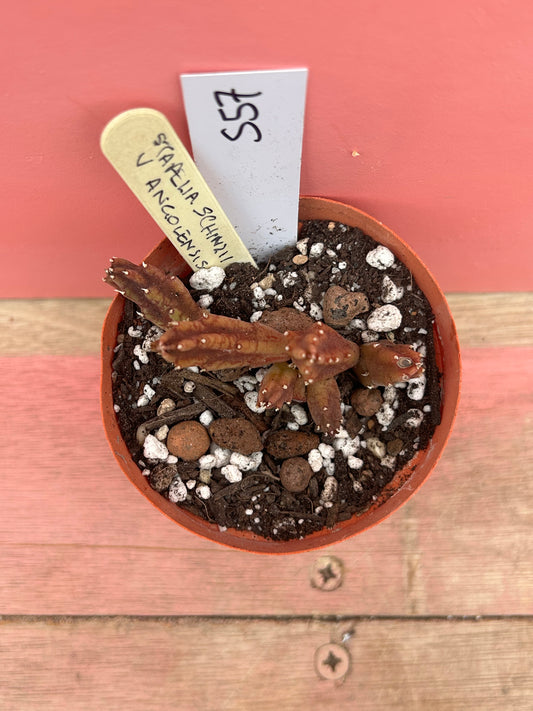 Stapelia angolensis (557)