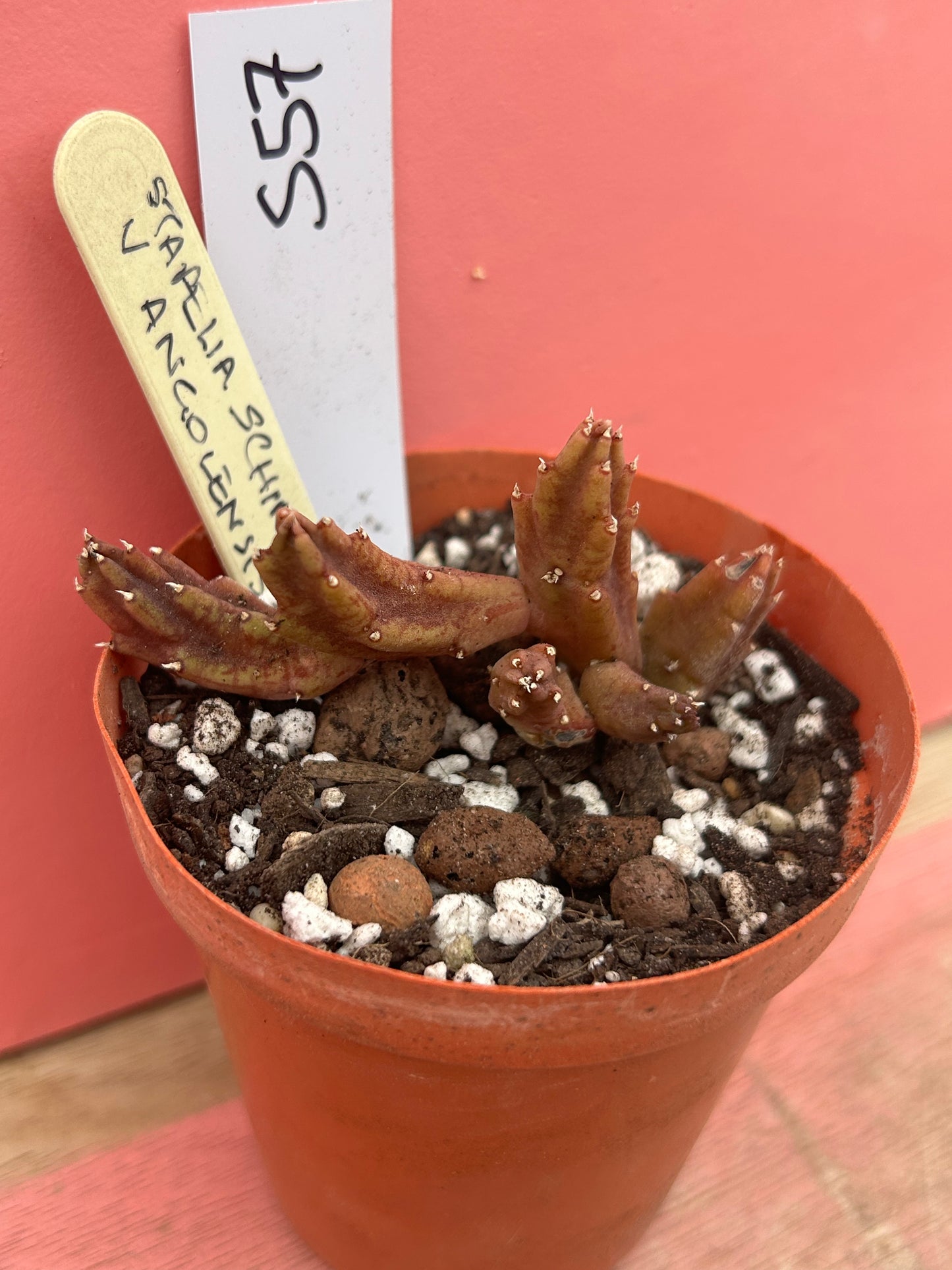 Stapelia angolensis (557)