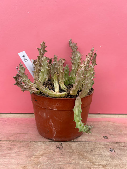 Orbea wissmanii (558)