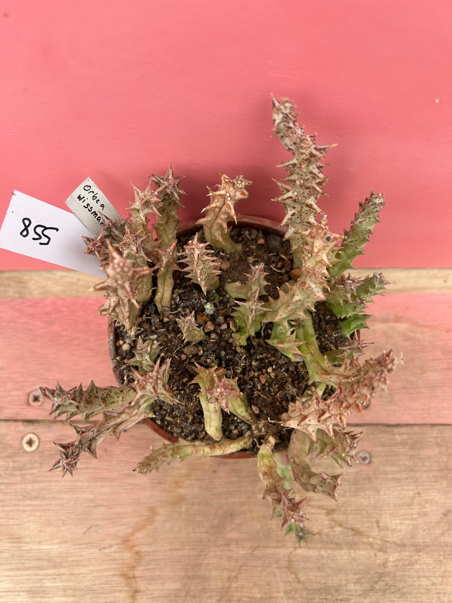 Orbea wissmanii (558)