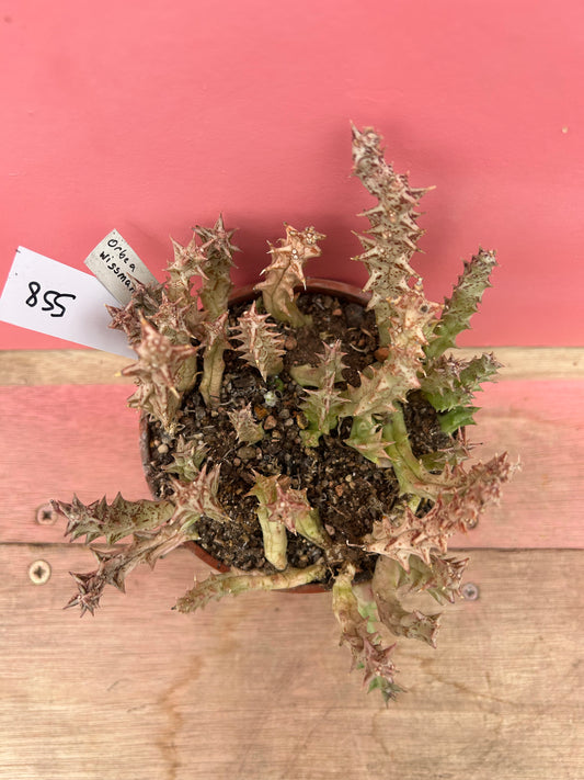 Orbea wissmanii (558)