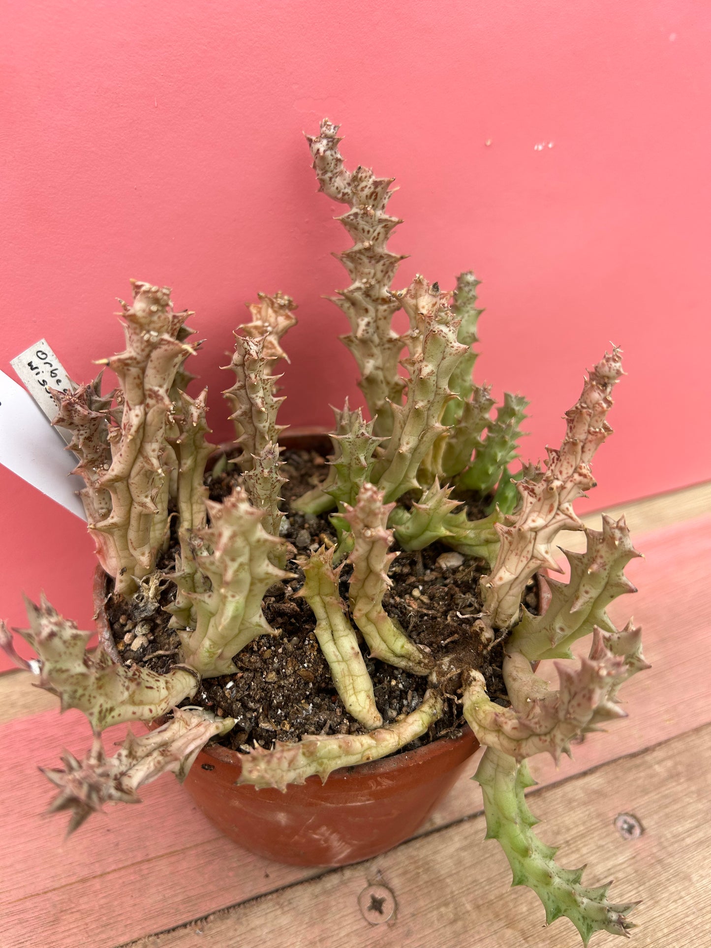 Orbea wissmanii (558)