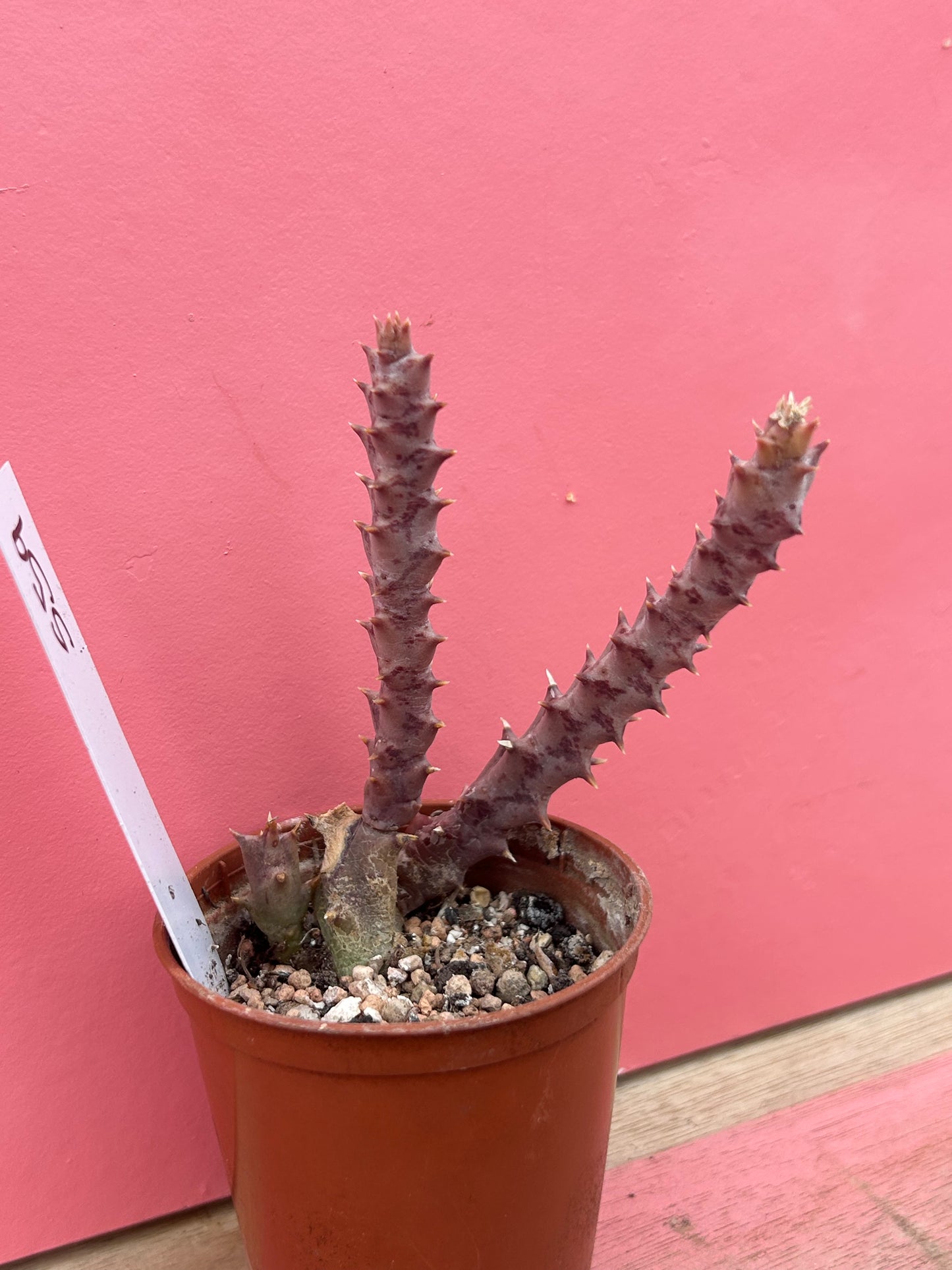 Orbea verrucosa (559)