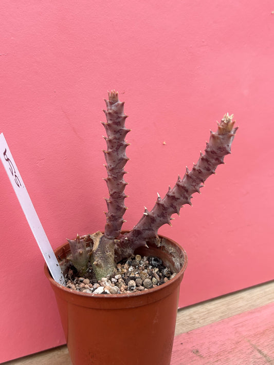 Orbea verrucosa (559)