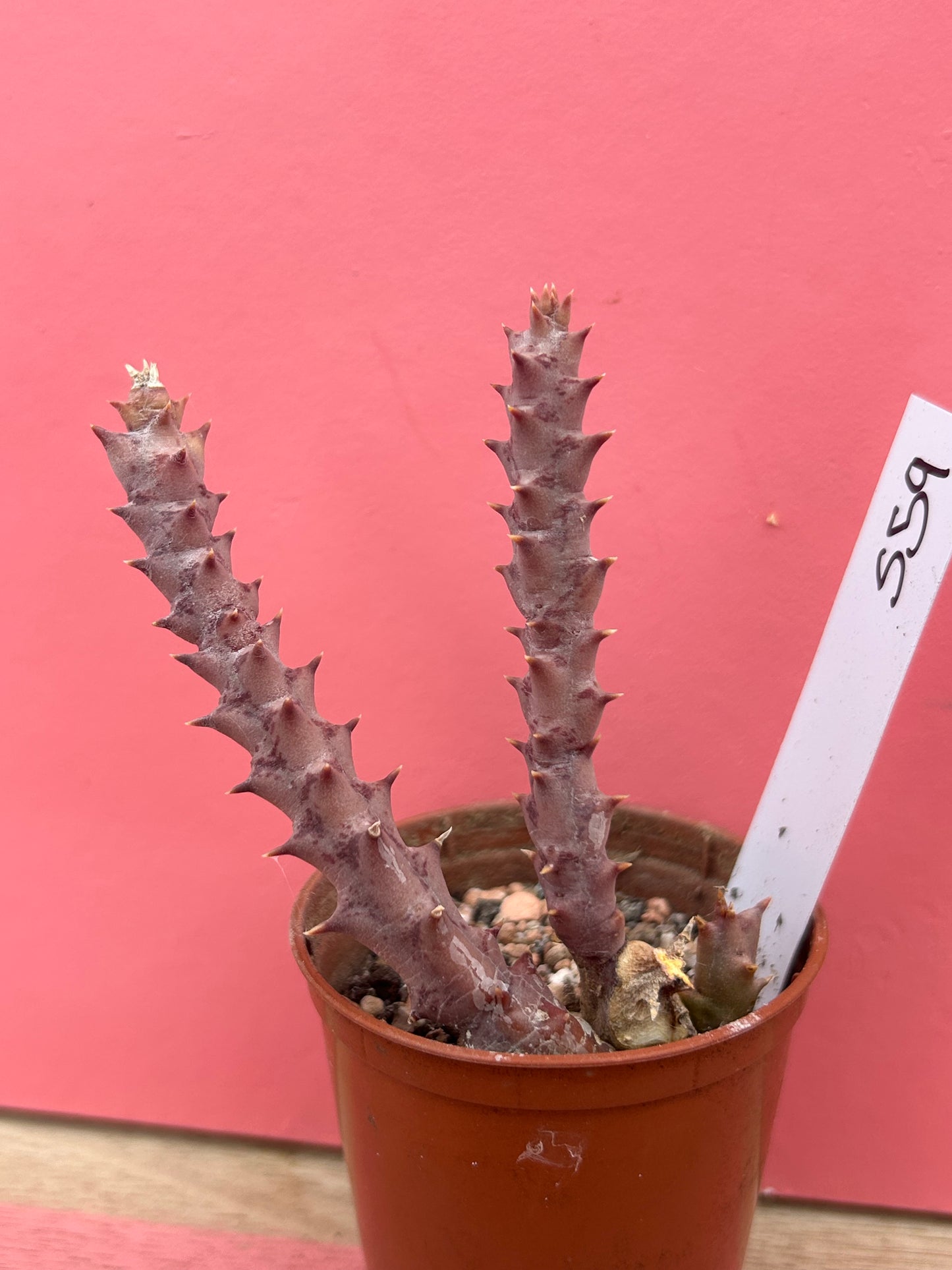 Orbea verrucosa (559)