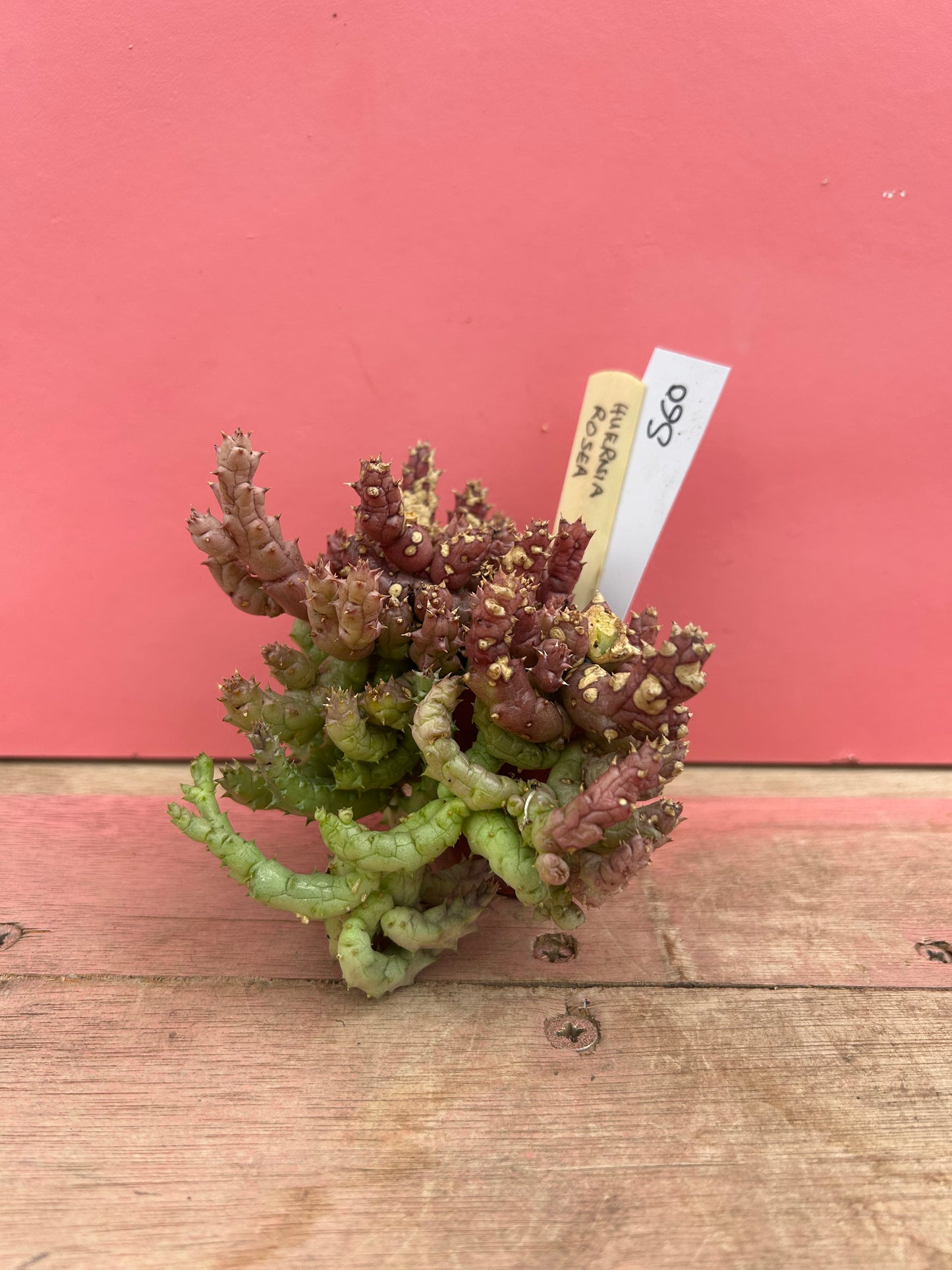 Huernia rosea (560)