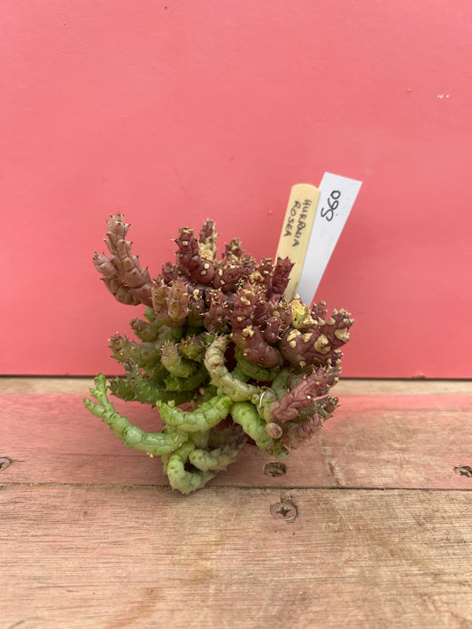 Huernia rosea (560)