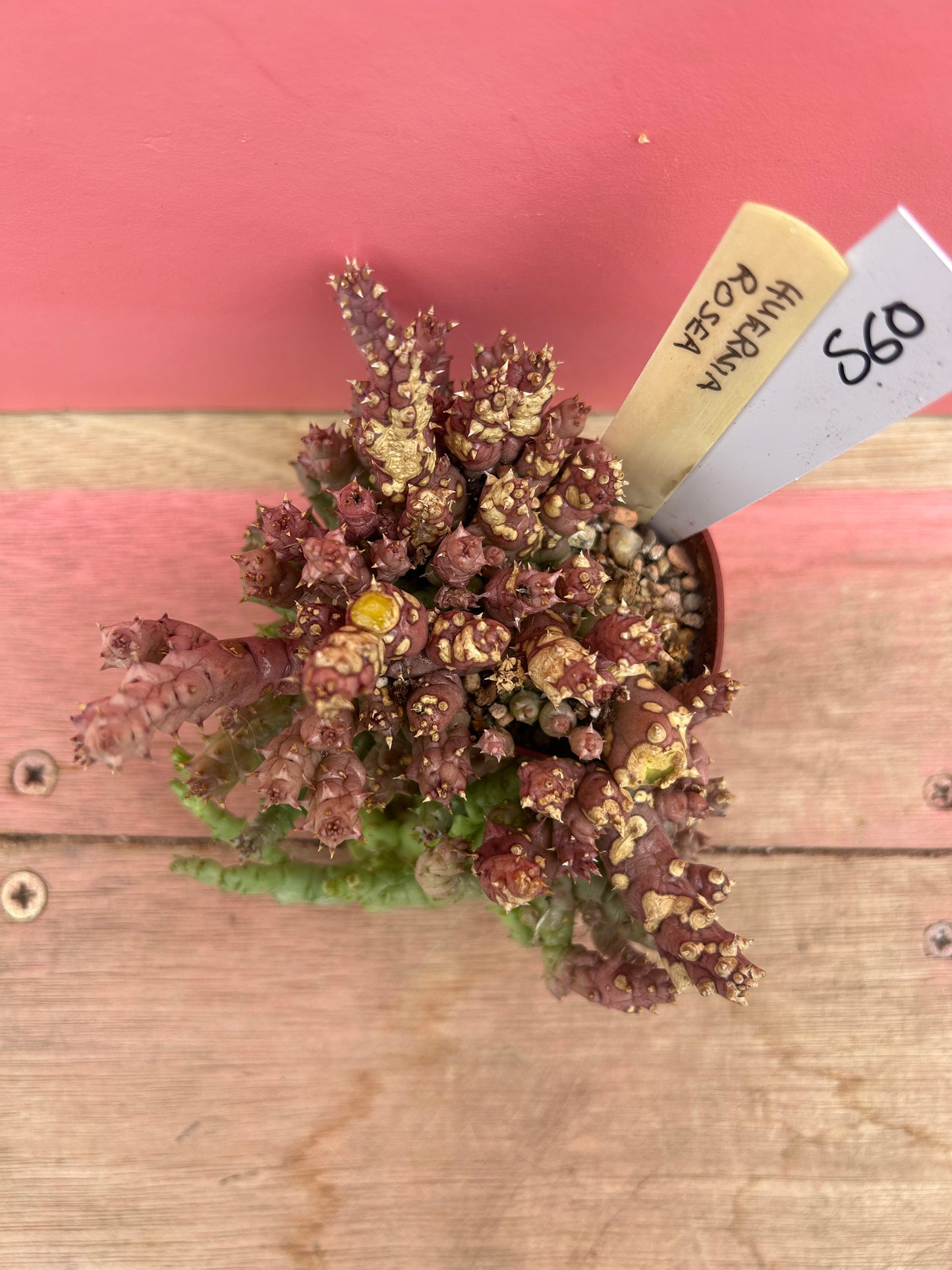 Huernia rosea (560)