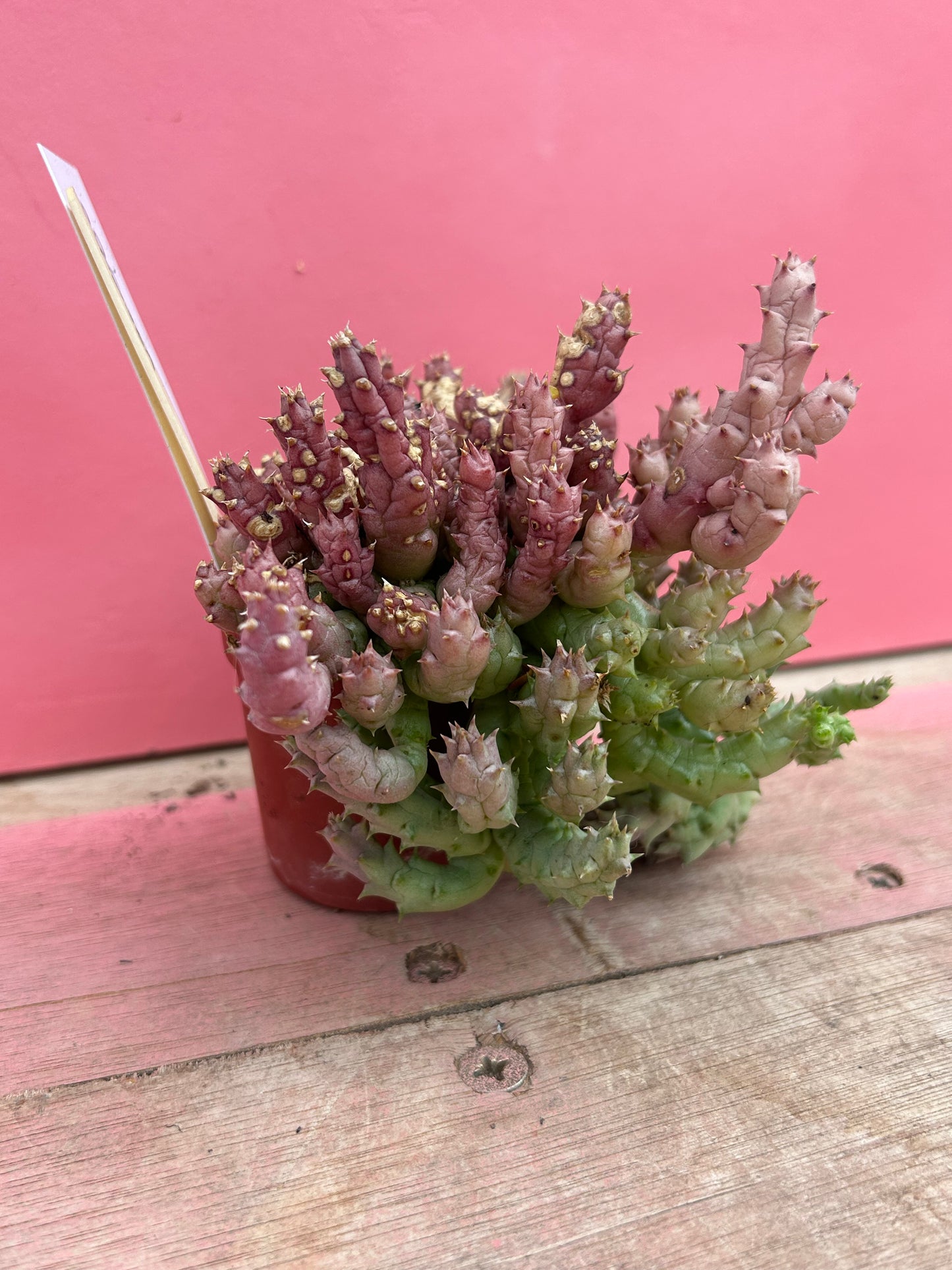 Huernia rosea (560)