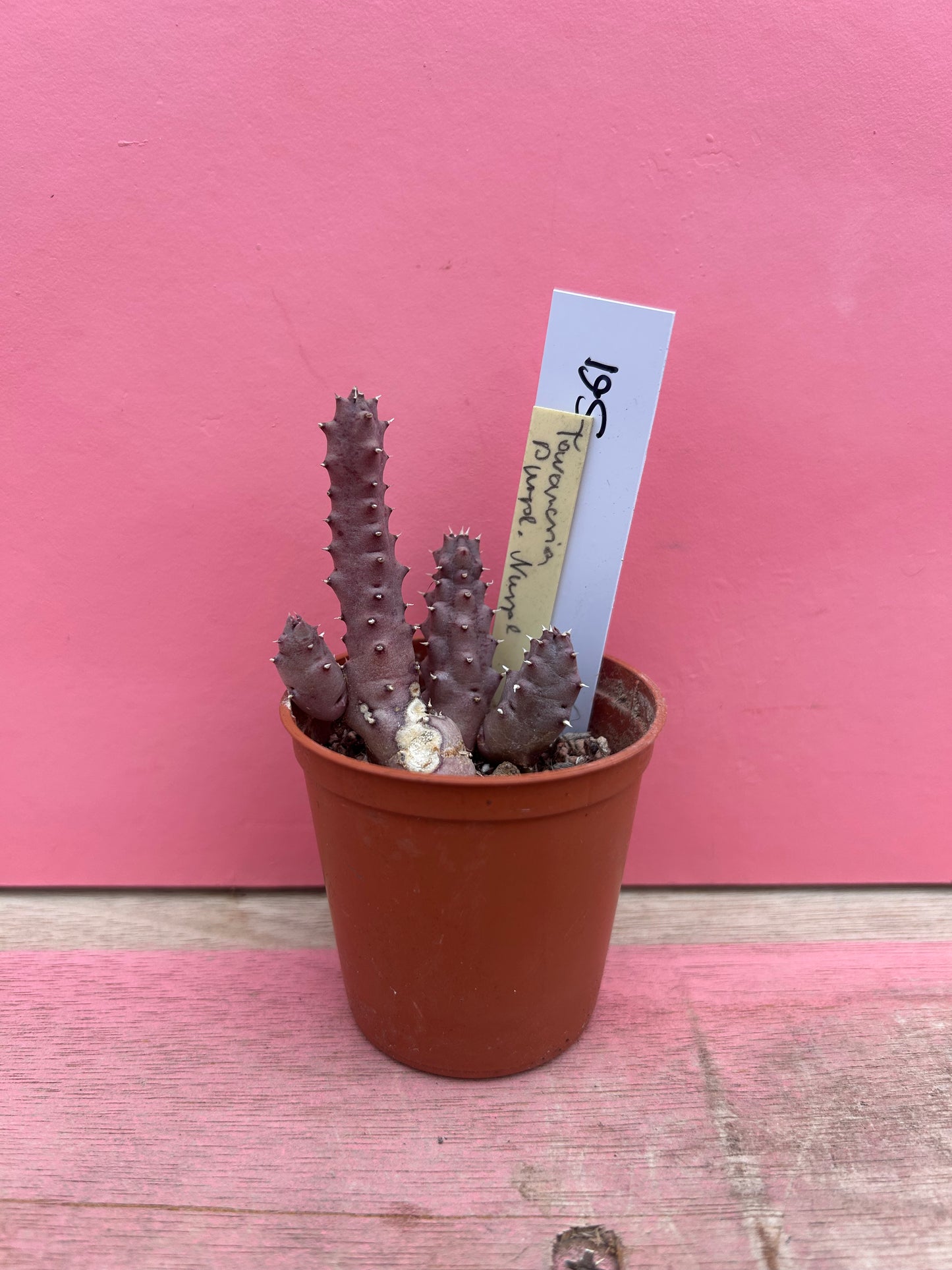 Stapelia species (561)