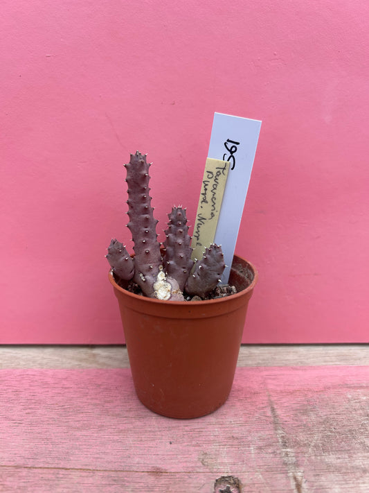 Stapelia species (561)
