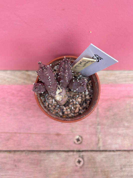 Stapelia species (561)