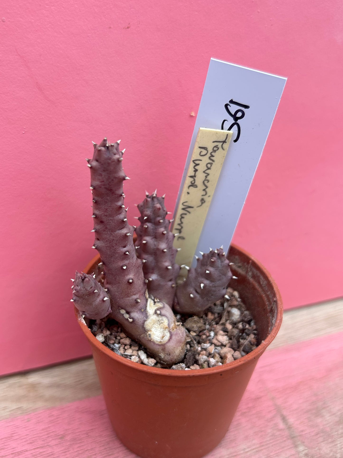 Stapelia species (561)