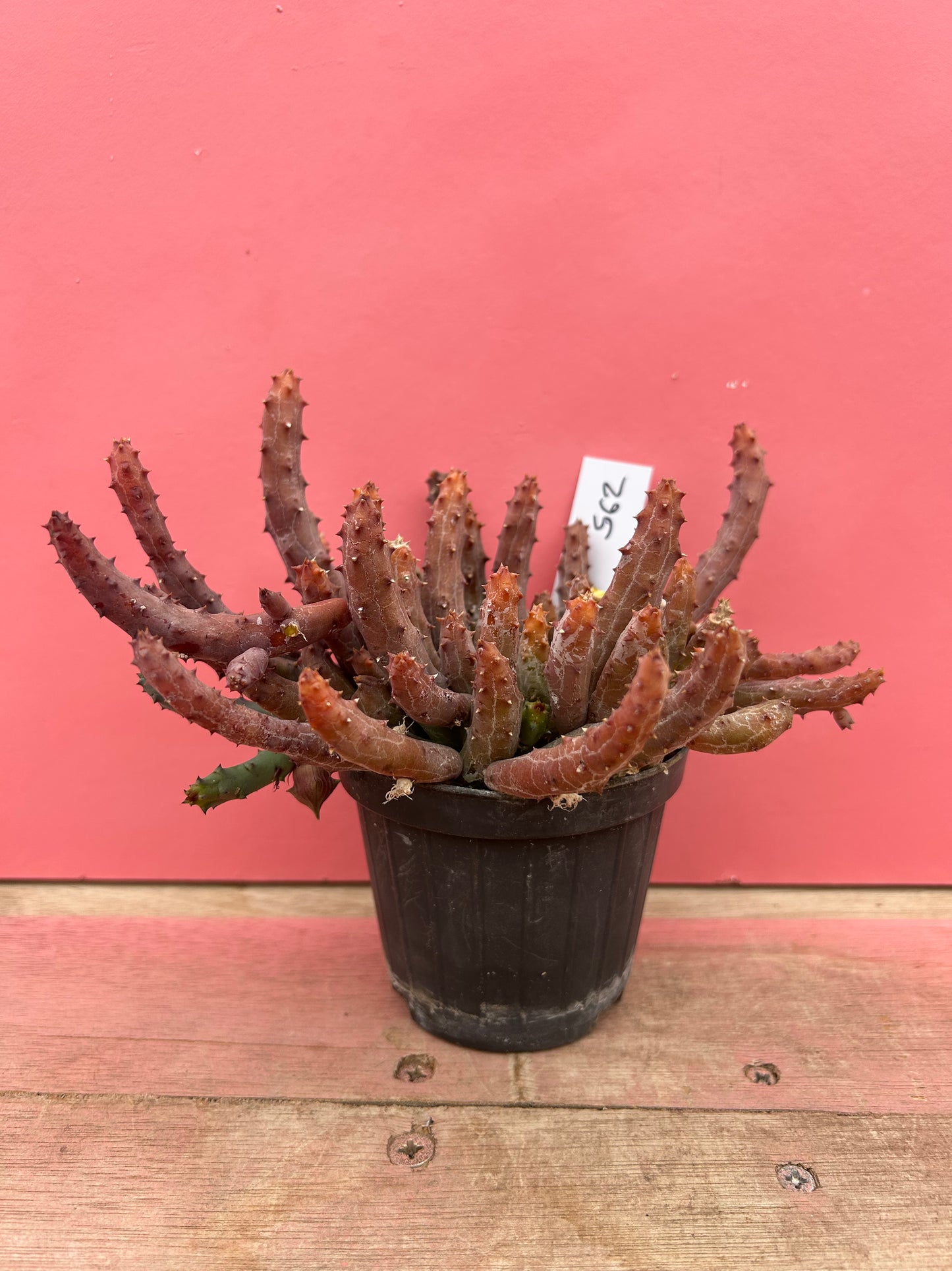 Huernia parvula (562)