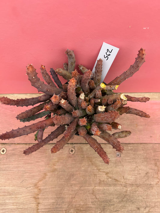 Huernia parvula (562)