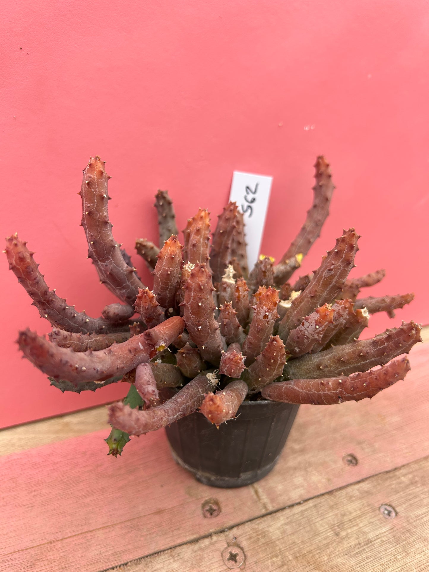 Huernia parvula (562)